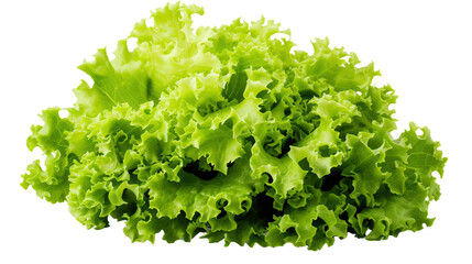 Green lettuce on transparent background