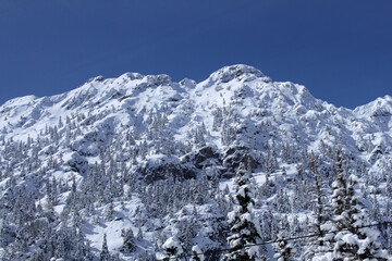 Snow-filled pine trees on the mountain