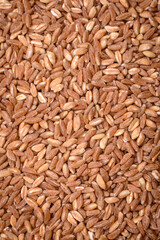 Large grains of wheat porridge are brown in color when raw