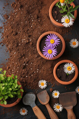 Obraz na płótnie Canvas potting up spring flowers top view flatlay. Potting tools, soil isolated on brown background