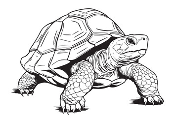 Fototapeta premium Desert Tortoise hand drawing vector illustration isolated on white background