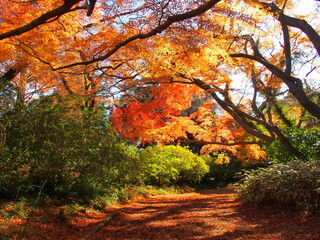 冬の紅葉の木々と枯れ葉散る散策路のある清水公園風景
