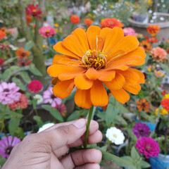 Natural photo Print and download