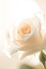 Romantic greeting card with tender Flowers, closer look on buds Roses. Banner, Illustration for Albums, notebooks