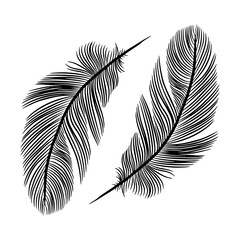 Black and white hand drawn vector illustration with feathers. Black feathers on a white background.