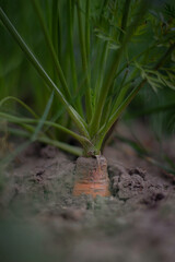 carrot growing in the garden