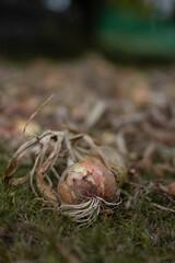 onion in the grass