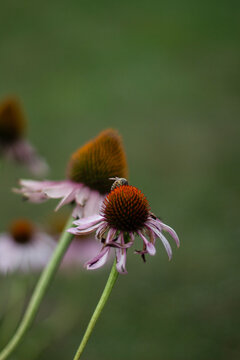 bee on the flower