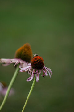 bee on a flower