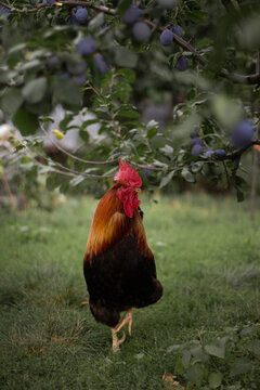 rooster on the farm