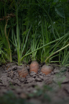 carrots growing innthe  garden