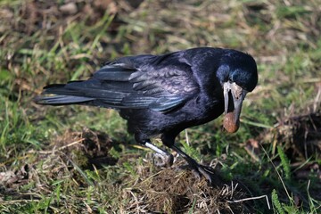 A rook with chestnut in its beak sits on the grass