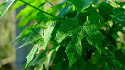 Cnidoscolus aconitifolius, commonly known as chaya, tree spinach, or spinach tree.