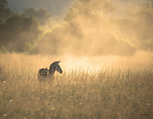 Zebra in the savanna with backlight and sunset
