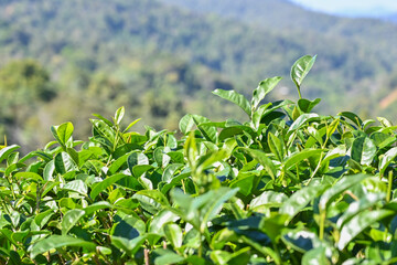 Tea branch leaves in the tea garden