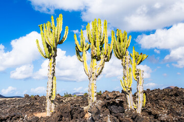 Cactus plants in Lanzarote Island. Canary Islands, Macaronesia, Spain. - 726410877