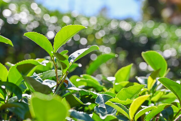 Obraz premium Tea branch leaves in the tea garden