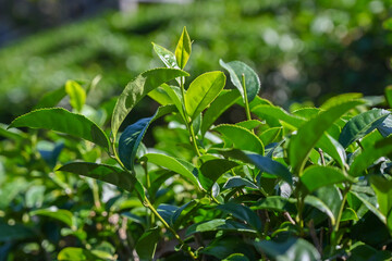 Tea branch leaves in the tea garden