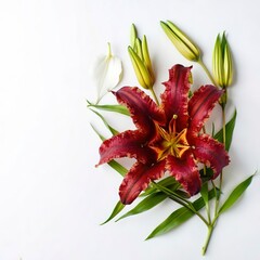 Autumn composition with red Lily flower on white background. Flat lay copy space