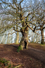The ancient oak human groot tree Cannock Chase, Staffordshire.