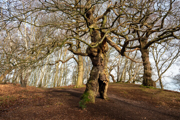 The ancient oak human groot tree Cannock Chase, Staffordshire. - obrazy, fototapety, plakaty