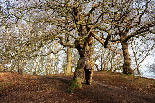 The ancient oak human groot tree Cannock Chase, Staffordshire.