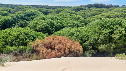 Fototapeta na wymiar dune invades and dries trees