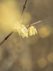 ロウバイ 蝋梅 Wintersweet