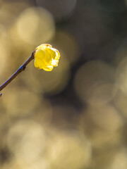 ロウバイ 蝋梅 Wintersweet