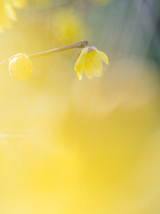 ロウバイ 蝋梅 Wintersweet