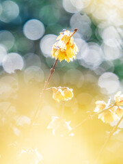 ロウバイ 蝋梅 Wintersweet