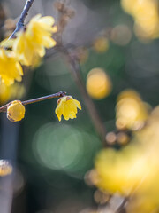 ロウバイ 蝋梅 Wintersweet