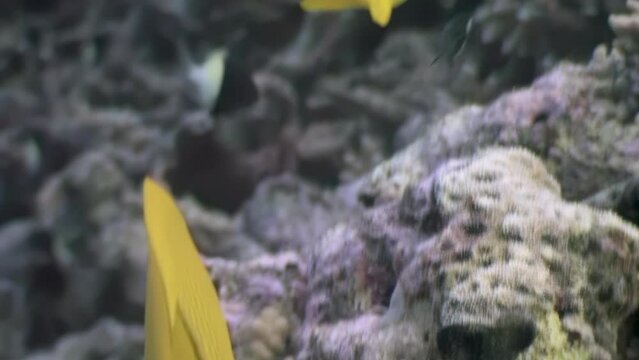 Golden Butterflyfish is renowned for its vibrant and eye-catching coloration. Underwater beauty of fish in marine biodiversity of oceanic ecosystems of Red Sea.