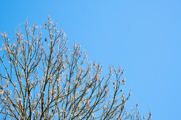 Crown of an ash tree against a background of blue sky. Natural background. Copy space. Place for text. Springtime flora. Branches without leaves