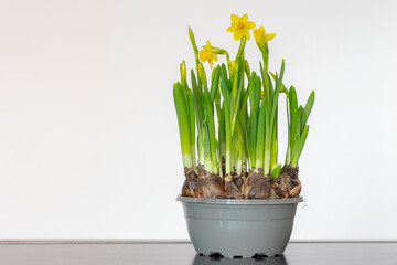 Selective focus of Narcissus (Daffodil) flowers, Bulbs or sprout is growing in the pot, Is a genus of predominantly spring perennial plants of the amaryllis family, Amaryllidaceae, Natural background.