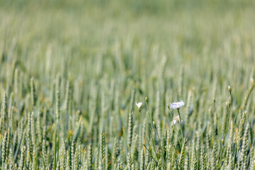 Selective focus of rye grain on the field, Texture of young ears of green wheat in the farm in...