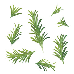 Fototapeta premium Rosemary. A sprig of rosemary. Fragrant herb for seasoning. Vector illustration