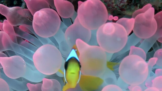 Underwater life of clown fish and sea anemone in Red Sea. Watching soothing video of underwater world and its marine creatures is truly relaxing. Close-up.