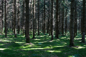 Sous bois des forêts de la Sarthe

