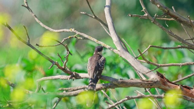Great Spotted Cuckoo on a tree
