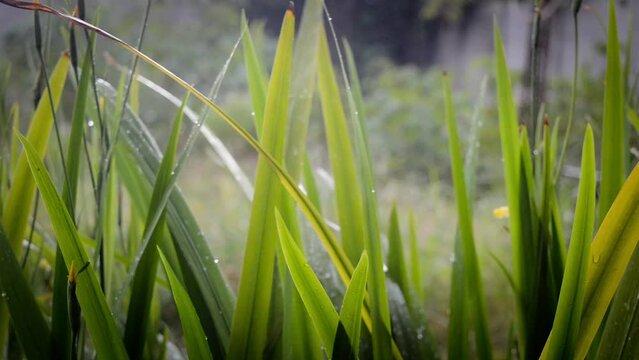 background of green weeds in the garden