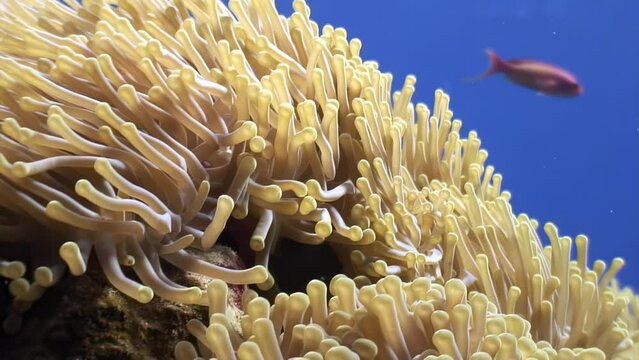 Close-up of anemone in clean clear water of Red Sea. Inspiring and relaxing video featuring underwater world and sea anemone is truly captivating.