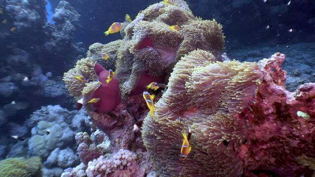 Impressive bond between sea anemones and clownfish in underwater world. Beautiful video showcasing underwater world and anemones is truly inspirational. Red Sea.
