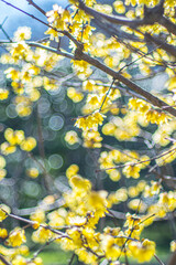 ロウバイ　蝋梅　Wintersweet&nbsp;