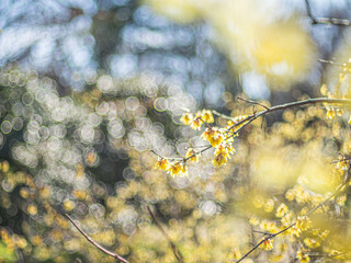 ロウバイ　蝋梅　Wintersweet&nbsp;