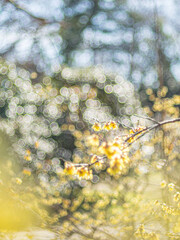 ロウバイ　蝋梅　Wintersweet&nbsp;