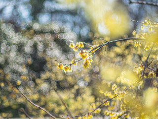 ロウバイ　蝋梅　Wintersweet&nbsp;