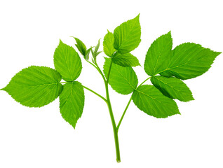 Young just grown raspberry leaves for decoration on transparent, png.raspberry with green fresh leaves. Natural product