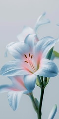 Pristine white lily with subtle pink hues against a soft blue gradient background. Phone wallpaper.
