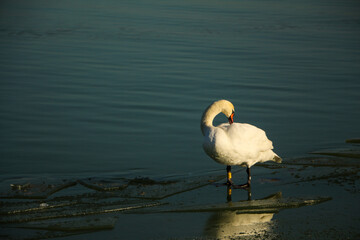 A swan on the ice at Lake Balaton. © Zolt_án
